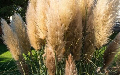 Lutte contre l’Herbe de la Pampa