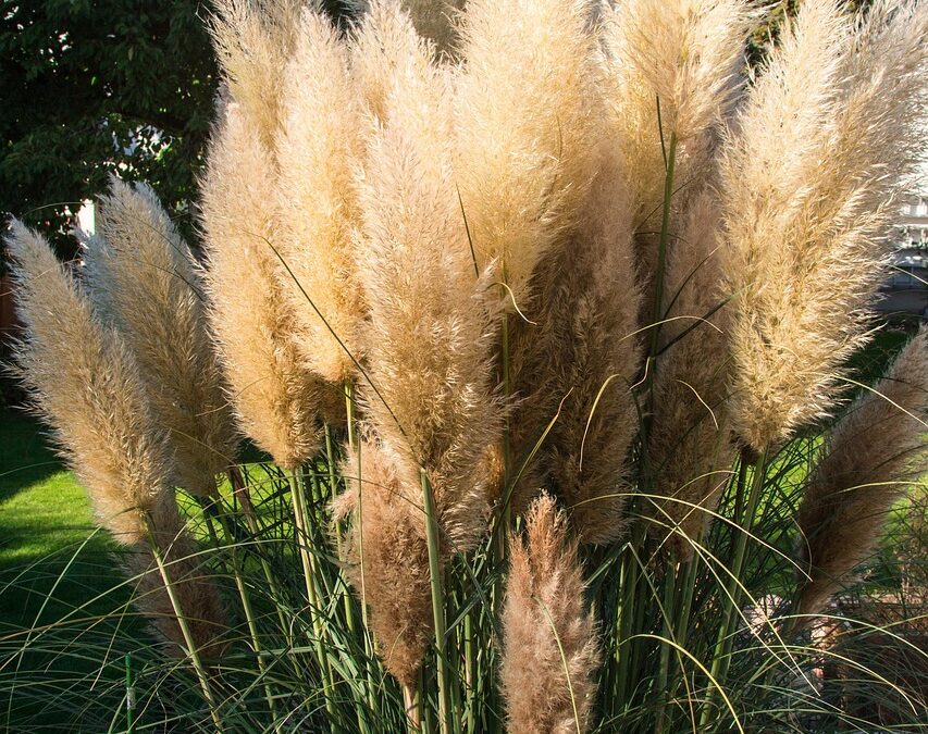Lutte contre l’Herbe de la Pampa